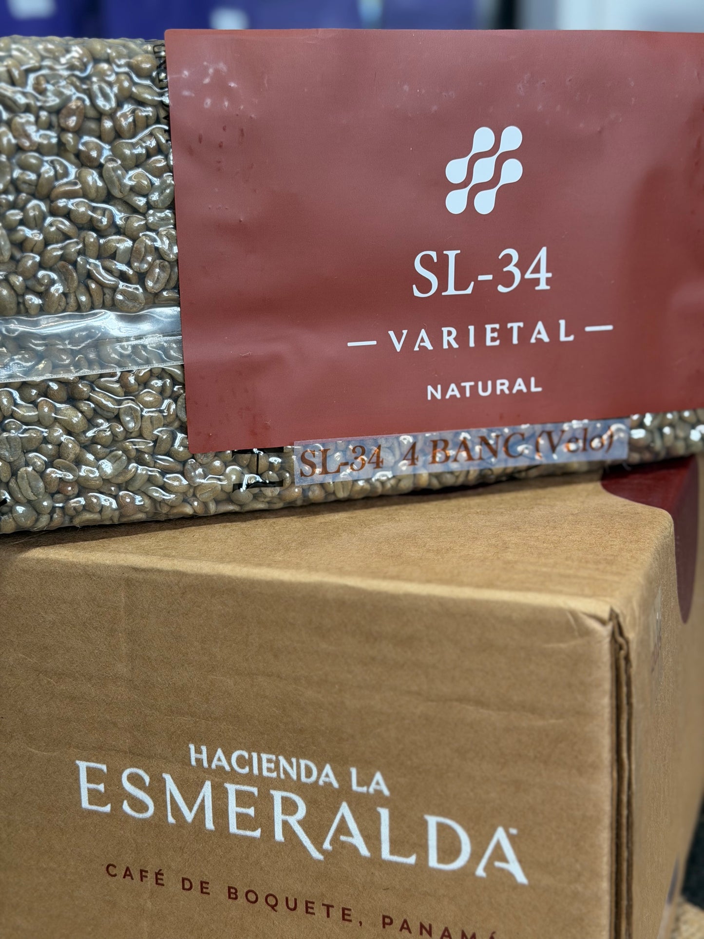 Picolot #4: Esme Jr. - Esmeralda SL34 Natural BANC El Velo