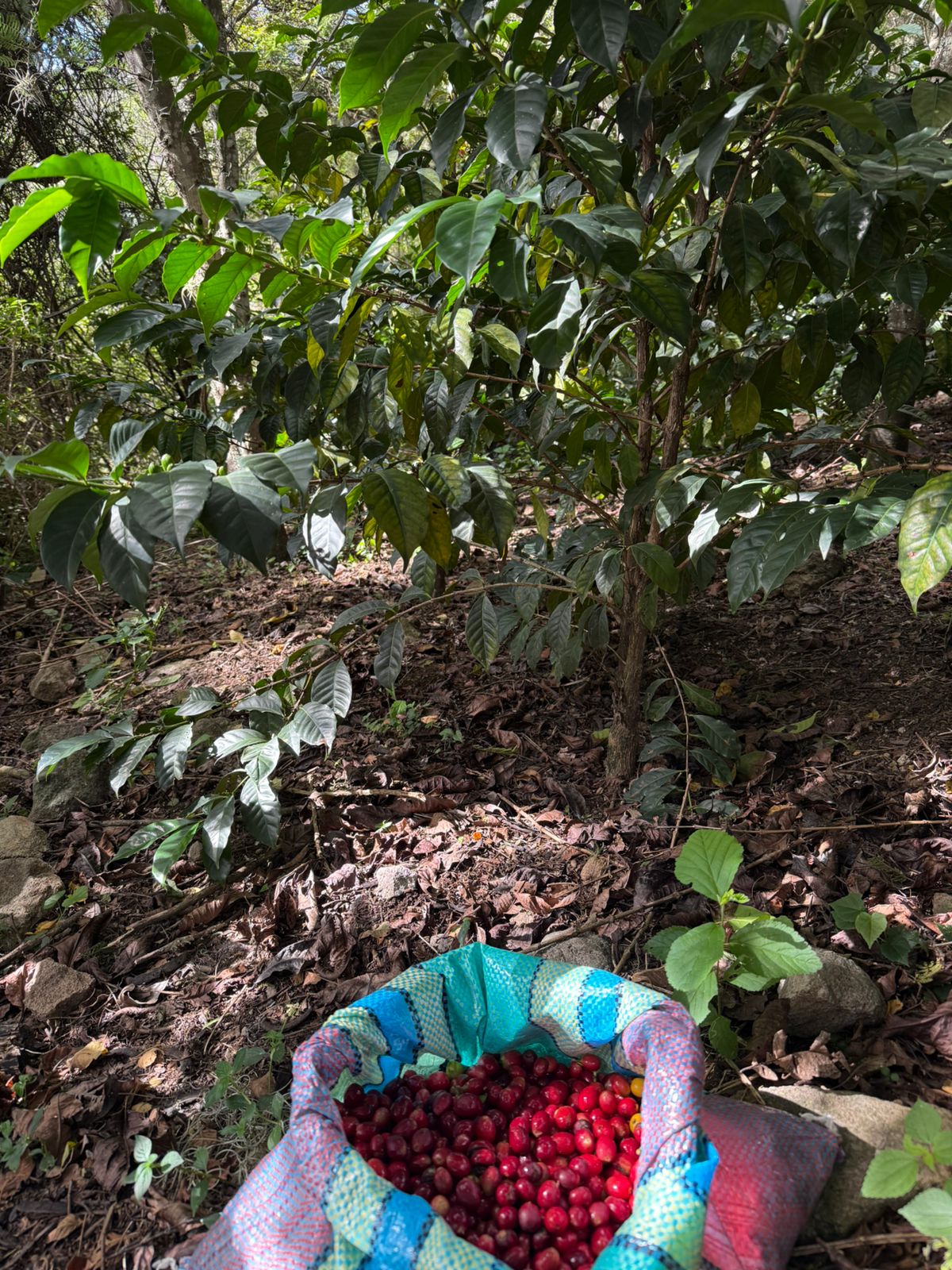 Picolot #24: Summer Fruits - Jijón x Quan: Sydra Washed Soledad - Florcita & Pepe Harvest