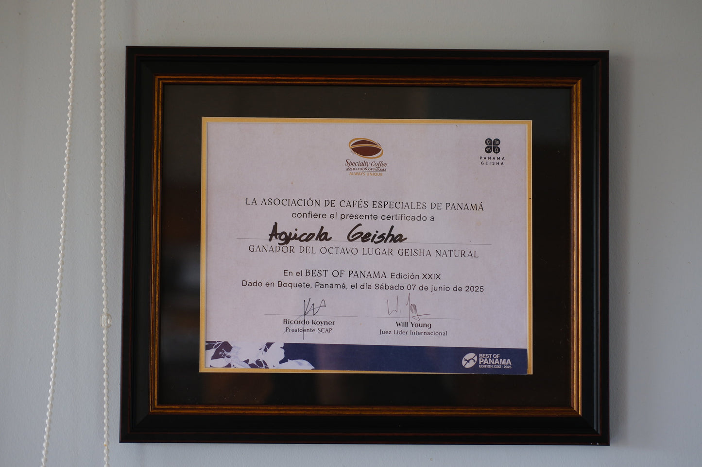 A framed coffee certificate with a black frame and gold inner trim, mounted on a light gray wall. The certificate is from the Association of Special Coffee Crops of Panama and features a handwritten recipient name, 'Asjquita Geisha', and signatures.