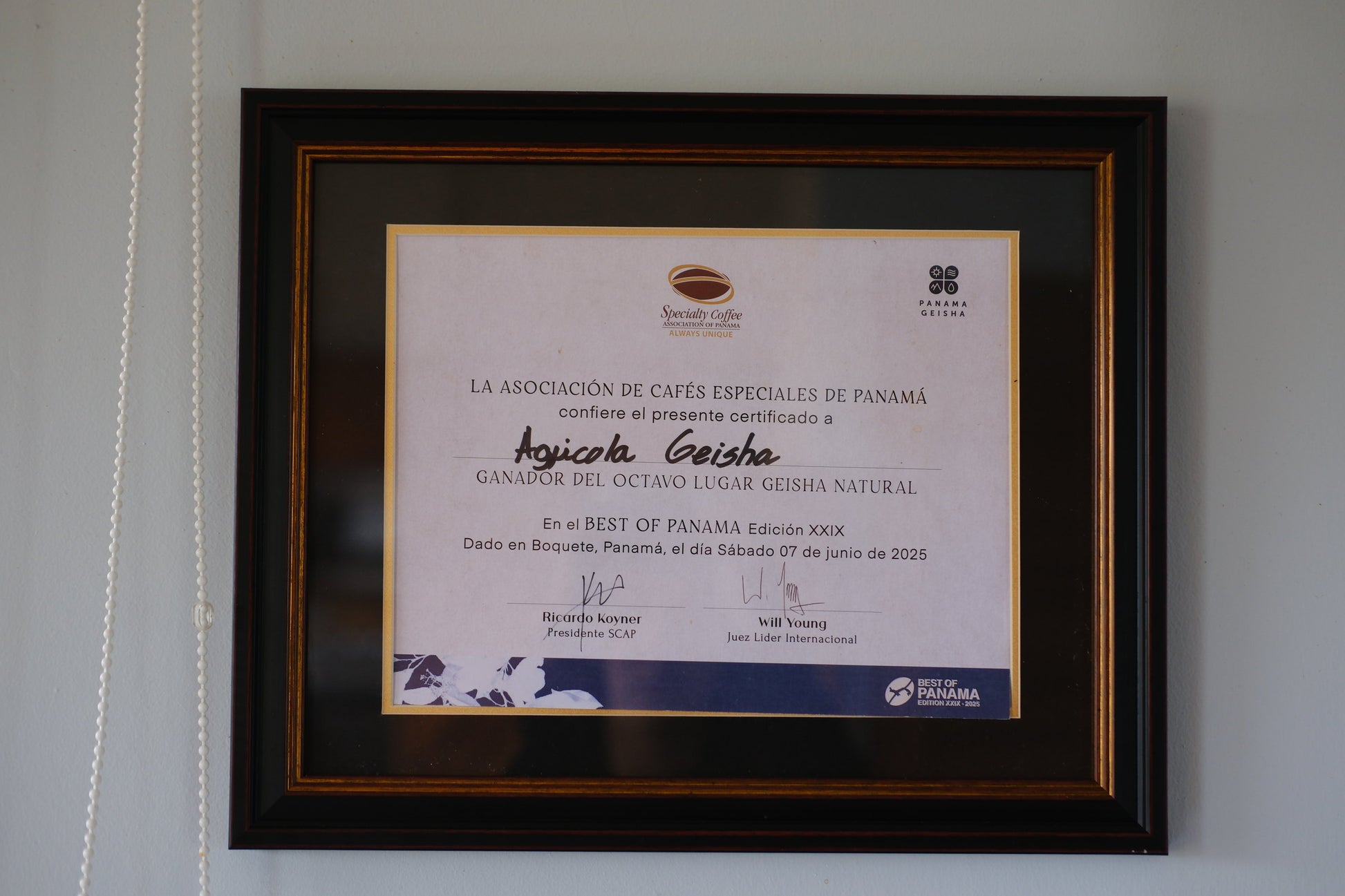 A framed coffee certificate with a black frame and gold inner trim, mounted on a light gray wall. The certificate is from the Association of Special Coffee Crops of Panama and features a handwritten recipient name, 'Asjquita Geisha', and signatures.