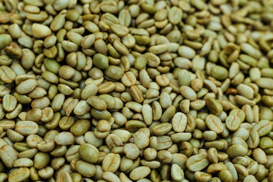S202 Bambito Estate Geisha Washed Lot #5 *Member exclusive