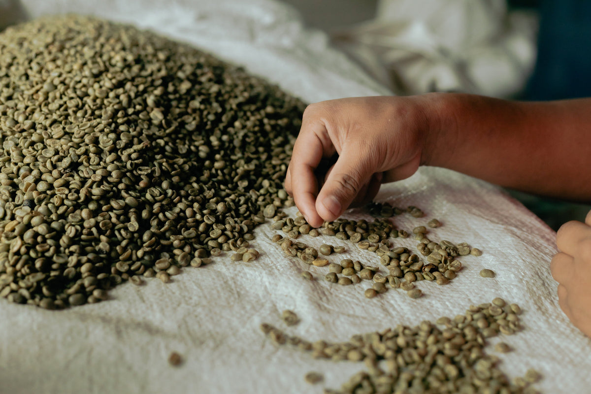 S202 Bambito Estate Geisha Washed Lot #5 *Member exclusive